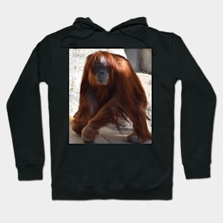 Orangutan Hoodie